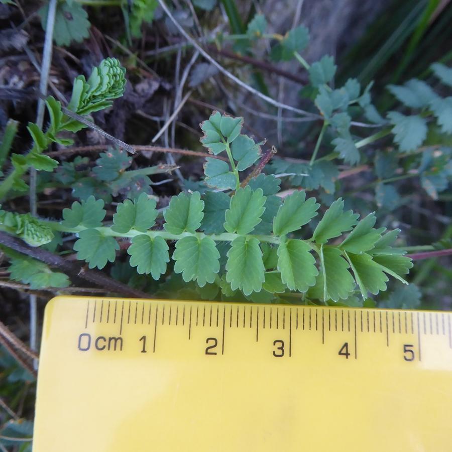 Poterium sanguisorba ssp sanguisorba -  select me for a larger image