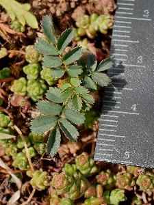 Rosa spinosissima (coastal)