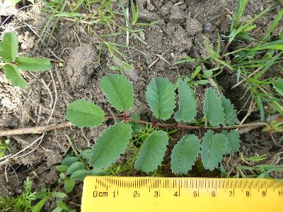 Sanguisorba officinalis