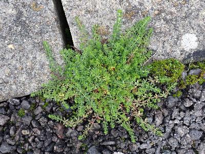 Galium murale