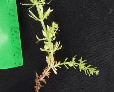 Galium tricornutum (1)