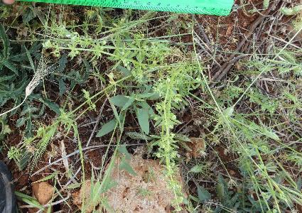 Galium tricornutum (2)