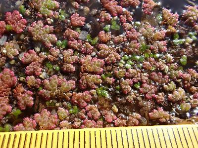 Azolla filiculoides