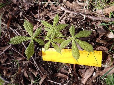 Aesculus hippocastanum (1)