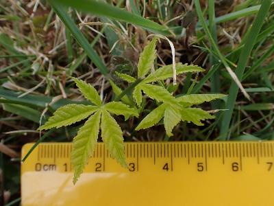 Aesculus hippocastanum (2)