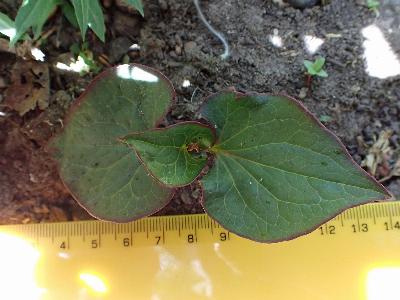 Houttuynia cordata