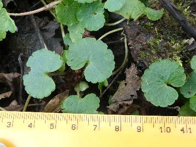 Chrysosplenium alternifolium