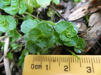 Chrysosplenium oppositifolium