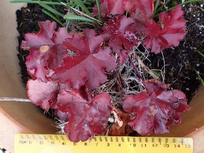 Heuchera sanguinea