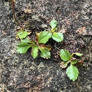 Micranthes nivalis (1)