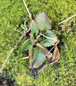 Micranthes nivalis (2)