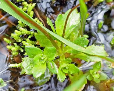 Micranthes stellaris