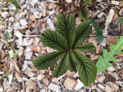 Rodgersia aesculifolia