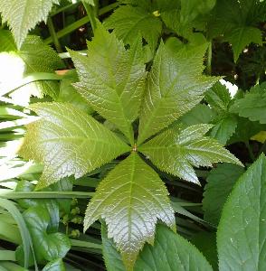 Rodgersia podophylla