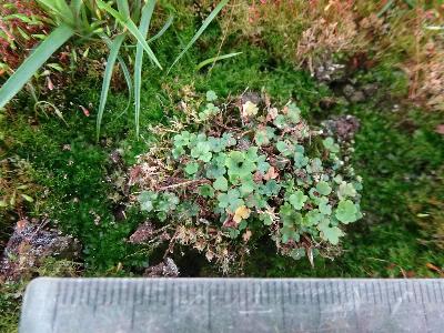 Saxifraga cernua (1)