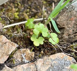 Saxifraga cernua (2)