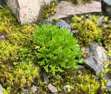 Saxifraga cespitosa (1)
