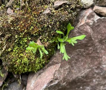 Saxifraga cespitosa (2)