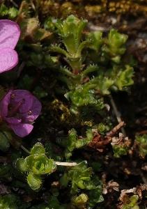 Saxifraga oppositifolia