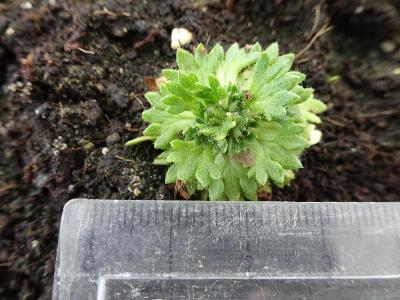 Saxifraga rosacea subsp rosacea