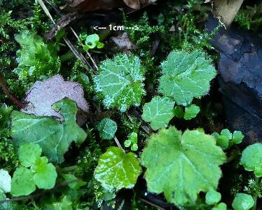 Saxifraga stolonifera