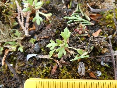 Saxifraga tridactylites (1)