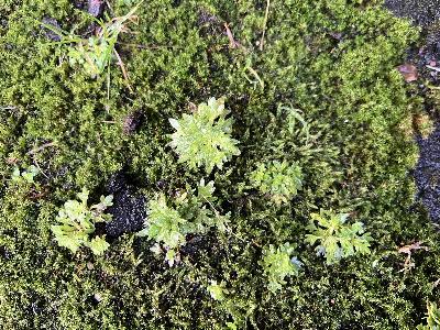 Saxifraga tridactylites (2)