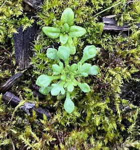 Saxifraga tridactylites (3)