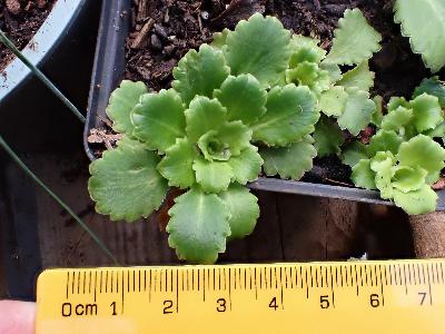 Saxifraga x urbium