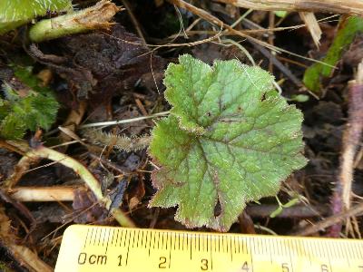 Tellima grandiflora (1)
