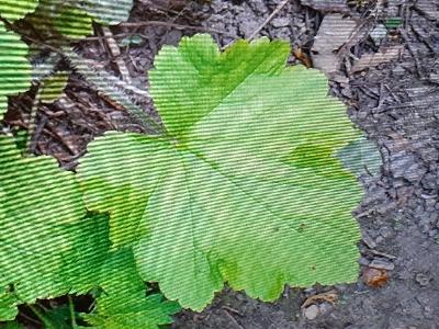 Tellima grandiflora (2)