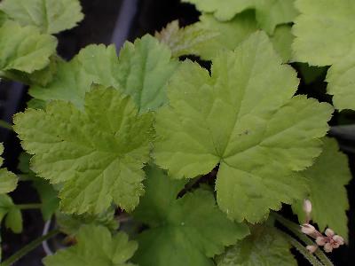 Tiarella cordifolia