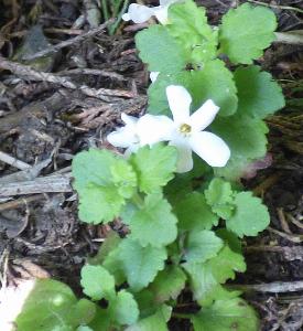Chaenostoma cordatum