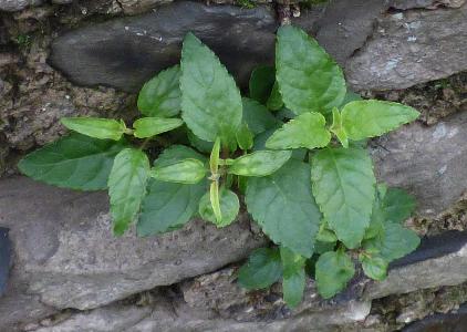 Phygelius capensis (1)