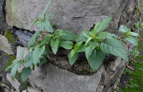 Phygelius capensis (2)