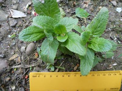 Scrophularia auriculata (1)