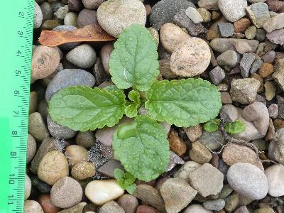 Scrophularia auriculata (2)