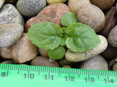 Scrophularia auriculata (3)