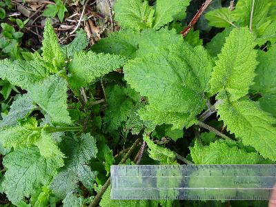 Scrophularia scorodonia