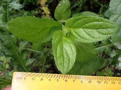Scrophularia umbrosa