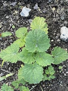 Scrophularia vernalis