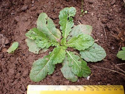 Verbascum blattaria (1)