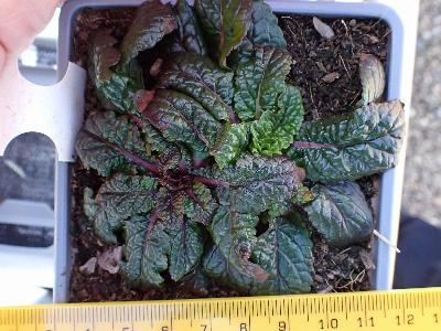 Verbascum blattaria (2)