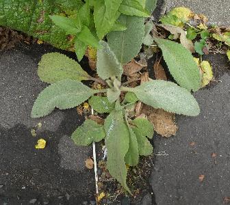 Verbascum phlomoides (1)