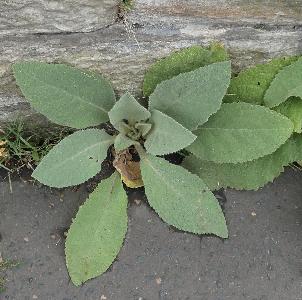 Verbascum phlomoides (2)