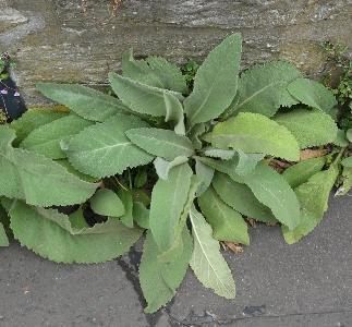 Verbascum phlomoides (3)