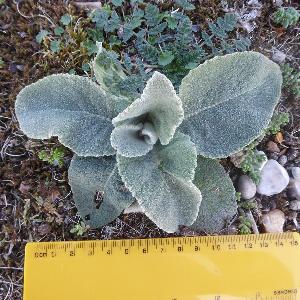 Verbascum pulverulentum