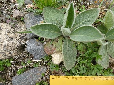 Verbascum thapsus