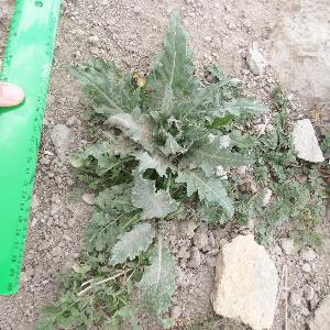 Hyoscyamus niger (1)