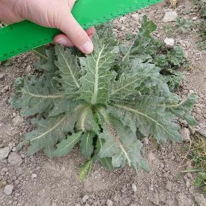 Hyoscyamus niger (2)